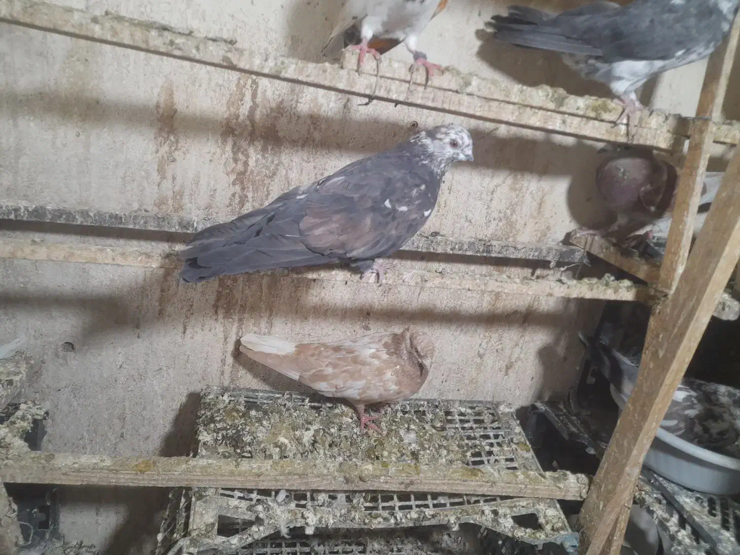 سرور نوک قنار|پرنده|تهران, خانی آباد نو شمالی|دیوار