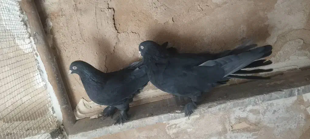 کبوتر پر|پرنده|جونقان, |دیوار