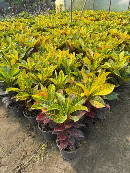 گل اپارتمانی کرتن|گل و گیاه طبیعی|محلات, |دیوار