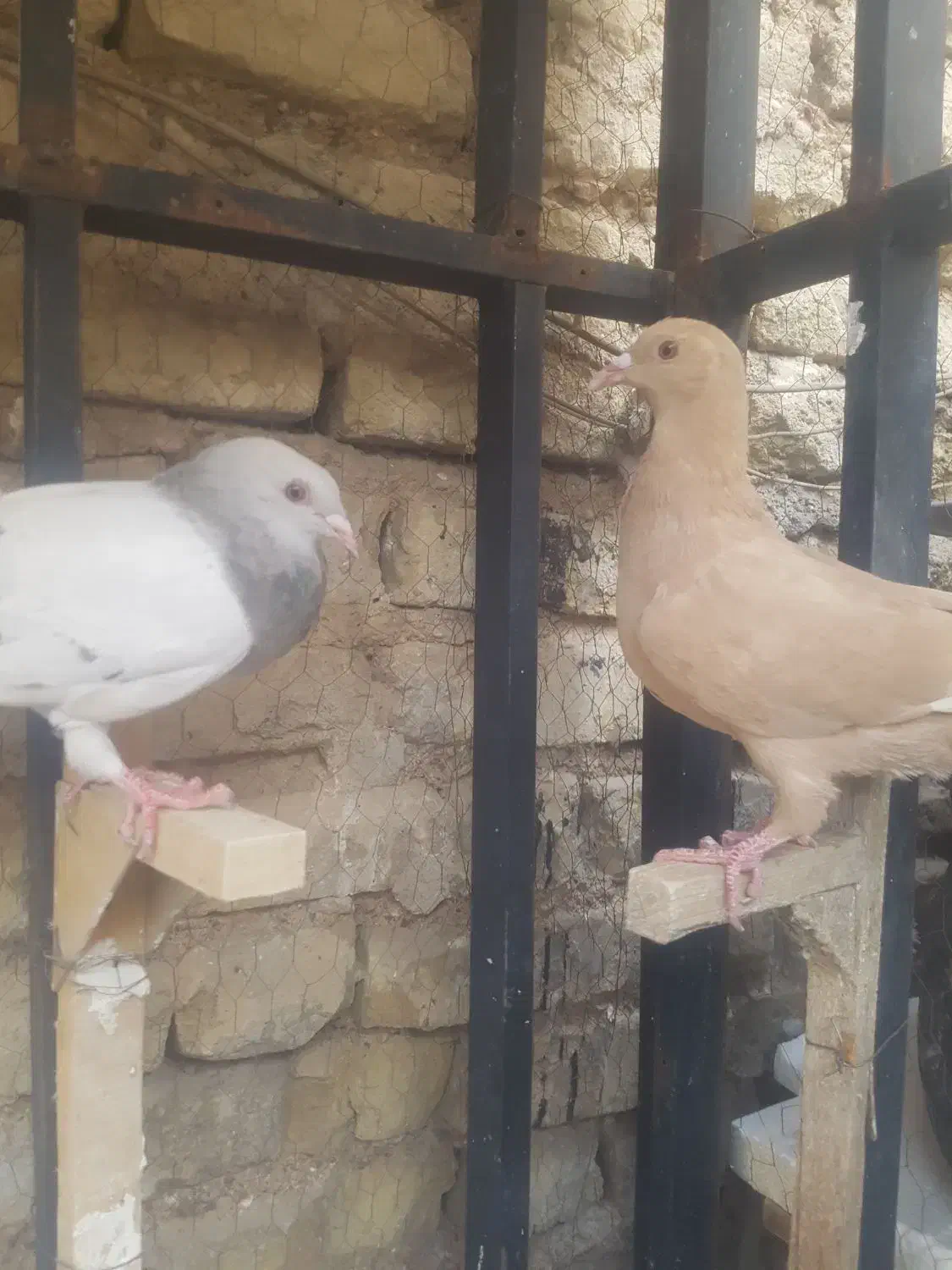 کفتر وکبوتر شهری و بهبونی|پرنده|شیراز, شهرک بزین|دیوار