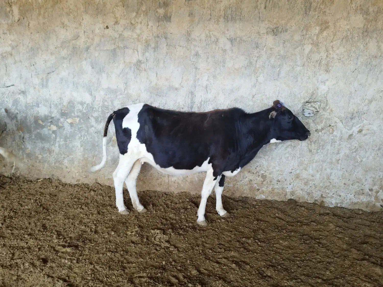 گاو گوساله|حیوانات مزرعه|سرفاریاب, |دیوار