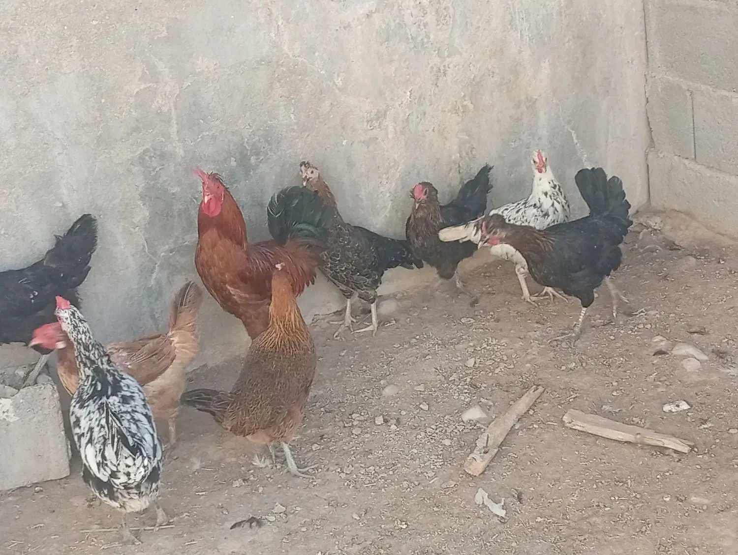 مرغ و خروس محلی|حیوانات مزرعه|بیرم, |دیوار