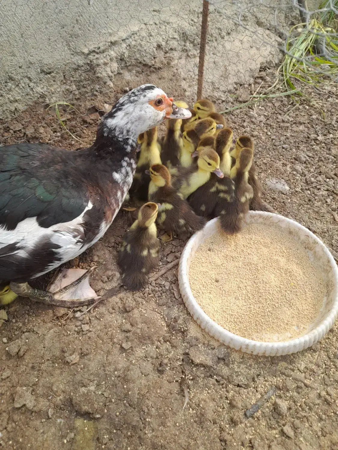 اردک خارجی تعداد ۲۱عدد بدون مادر فروخته میشود|حیوانات مزرعه|قائمشهر, |دیوار