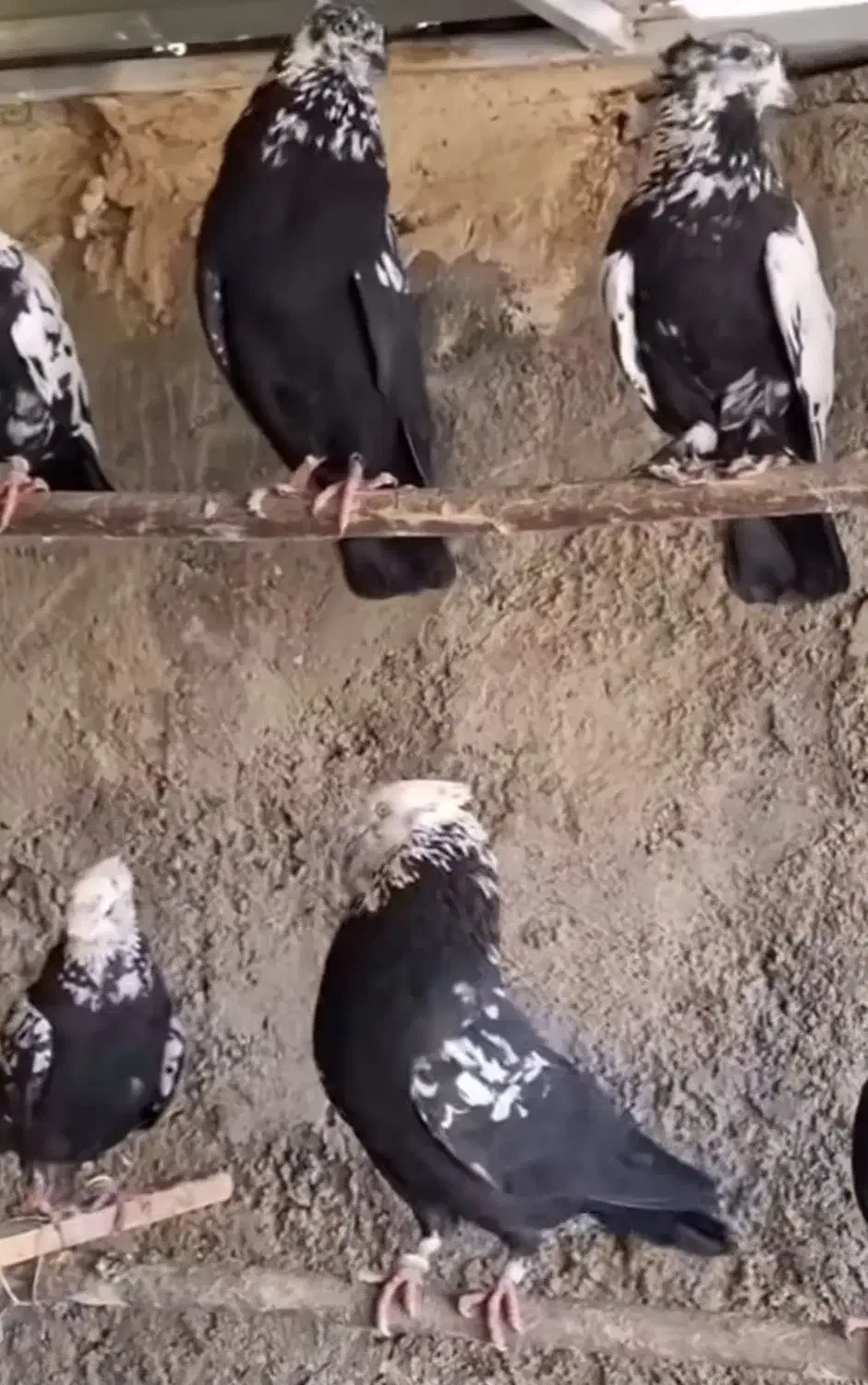 خرید کله ماستی و دم سفید|پرنده|قره ضیاالدین, |دیوار