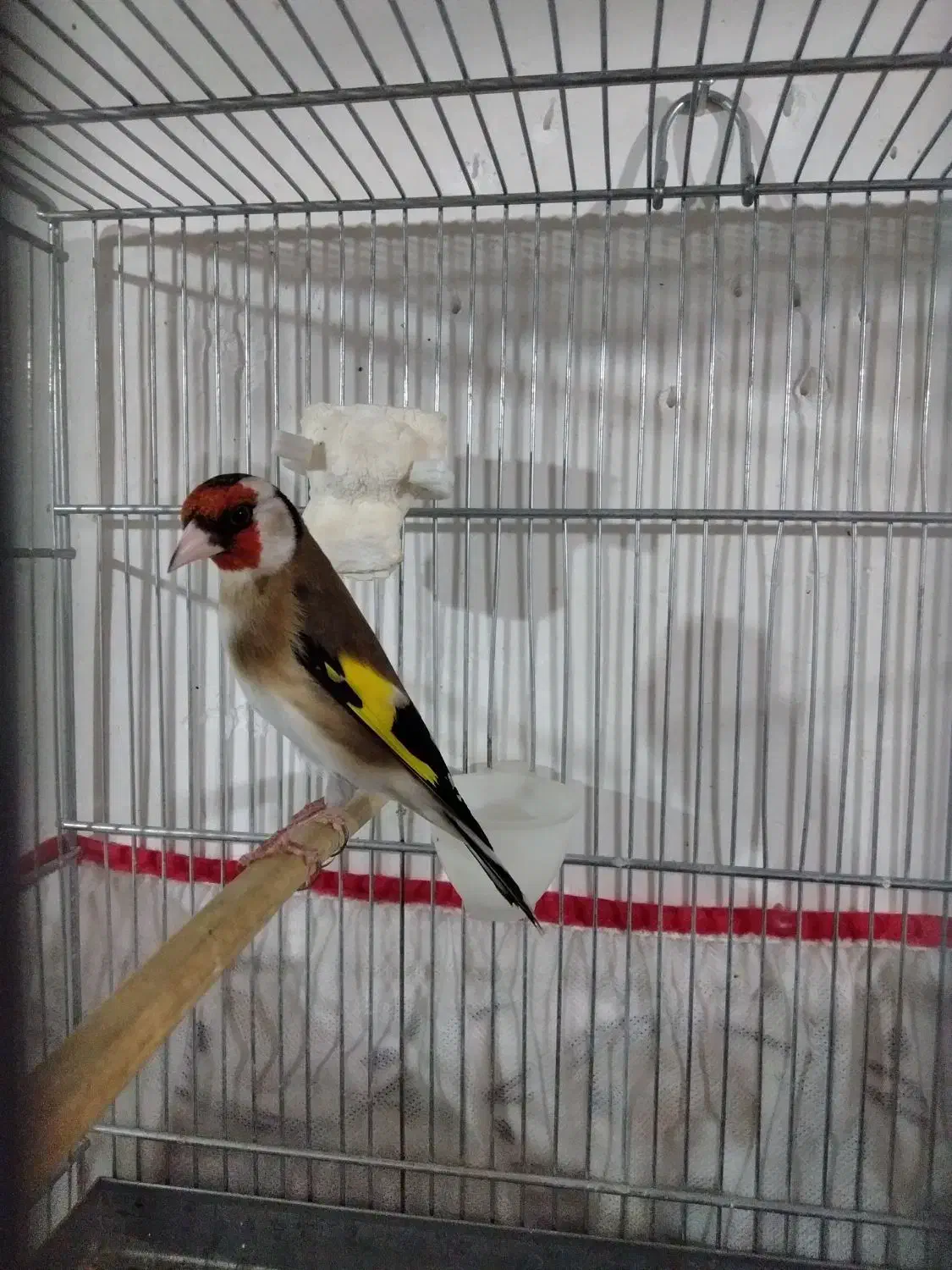 سهره جفتی|پرنده|هشتگرد, شهرک وحدت|دیوار