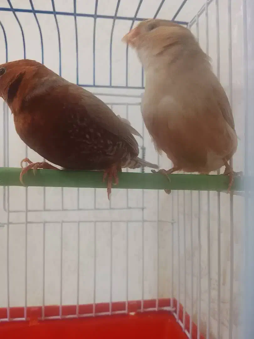 فنج فول اورنج|پرنده|اهواز, کوی مندلی(سه راه خرمشهر)|دیوار