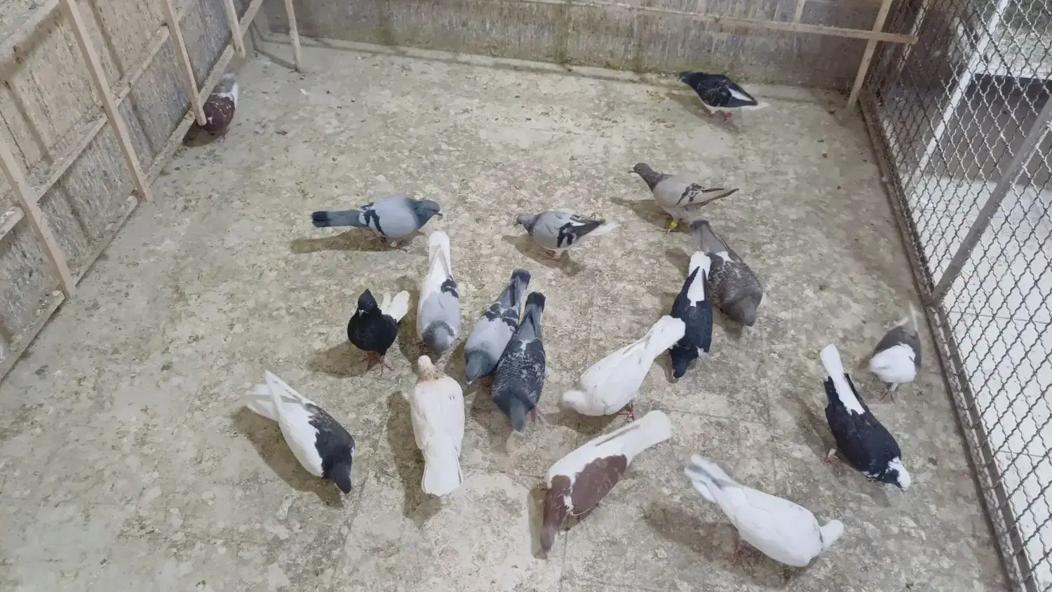 رنگی سیاه پوش|پرنده|اقبالیه, |دیوار