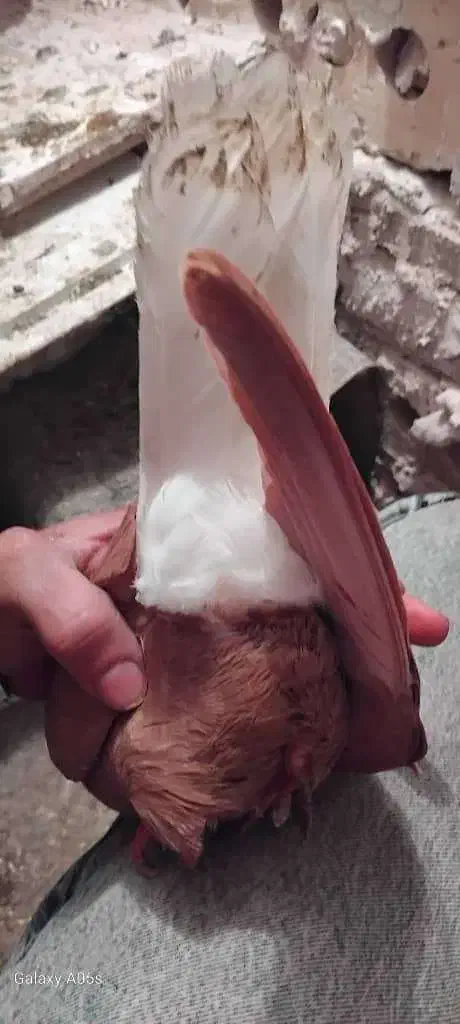 کبوتردم سفیدآس ویه سگ نگهبان|پرنده|مشهد, کوشک مهدی|دیوار