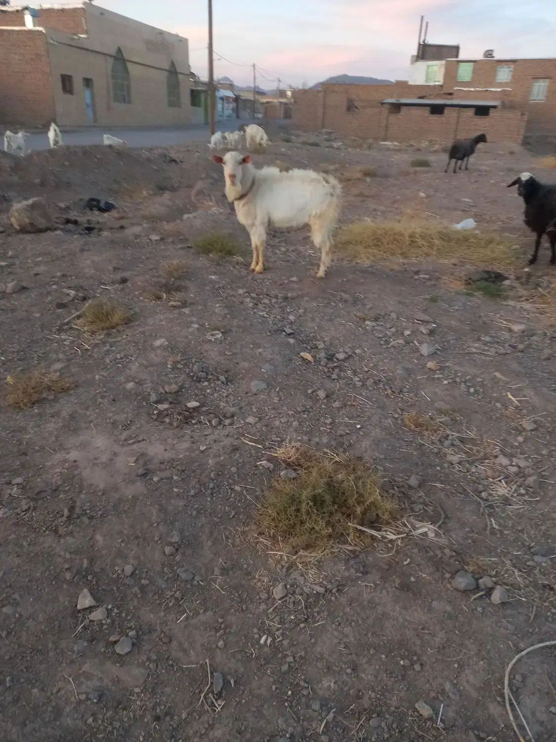 نربز سانن|حیوانات مزرعه|تربت‌حیدریه, کلاته توکلی|دیوار