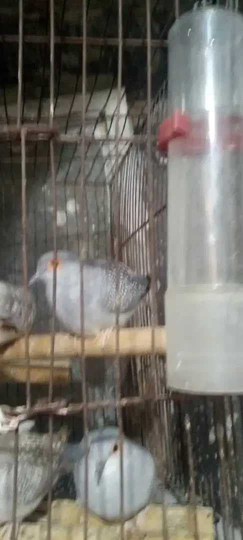 کبوتر تزینی|پرنده|کازرون, |دیوار