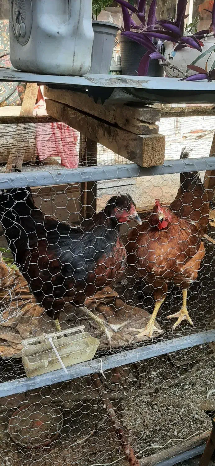 مرغ کاکلی ۴۰۰|حیوانات مزرعه|رشت, جانبازان|دیوار