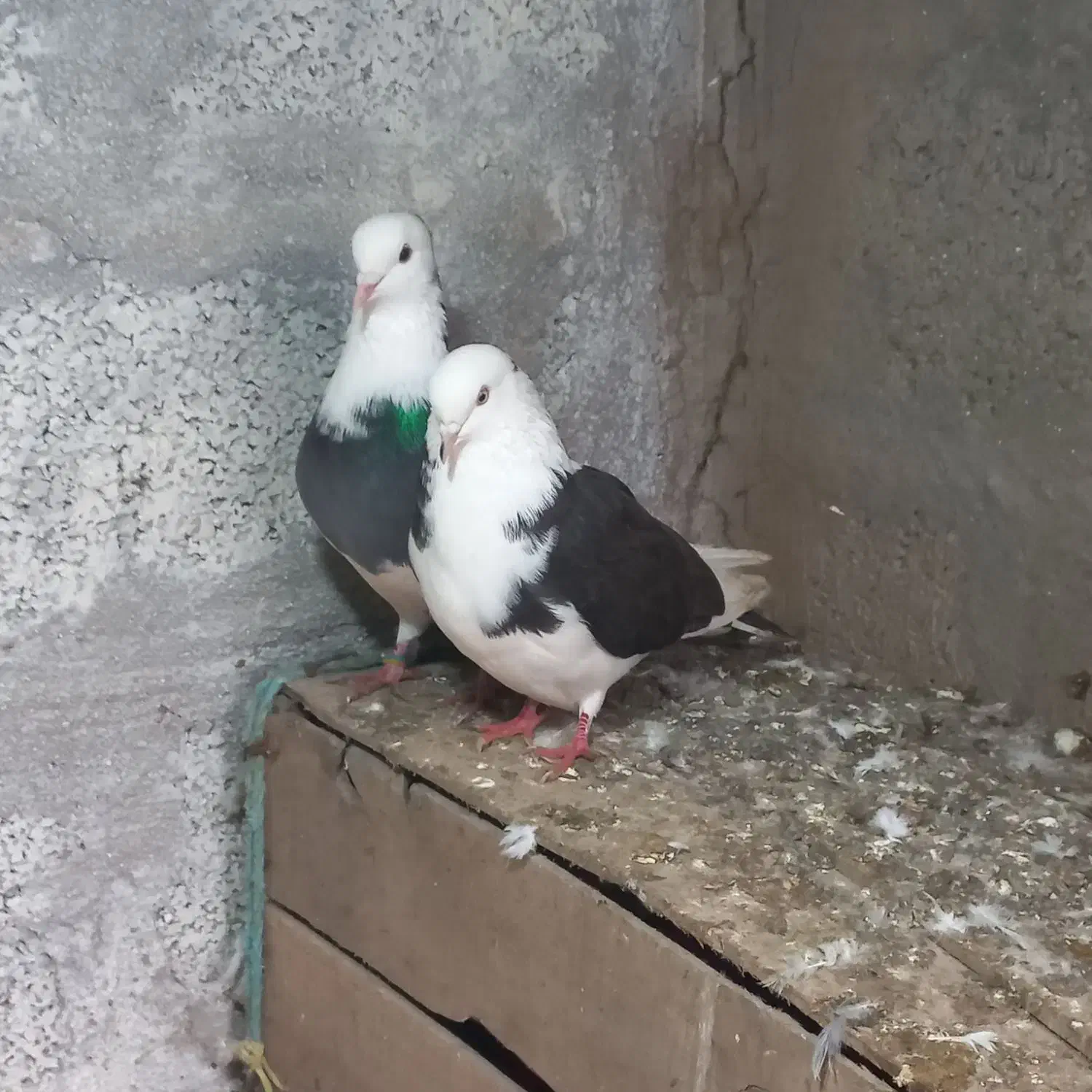 کبوتر زینتی و معمولی|پرنده|رودسر, |دیوار