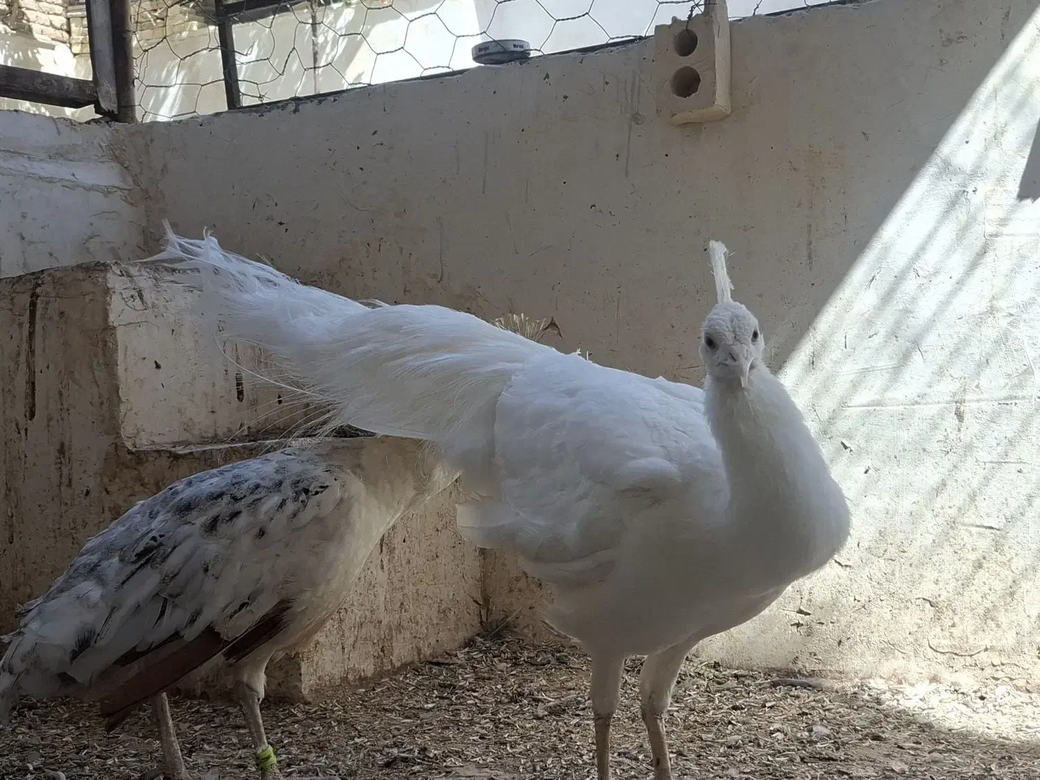 طاووس|پرنده|مشهد, آبکوه|دیوار