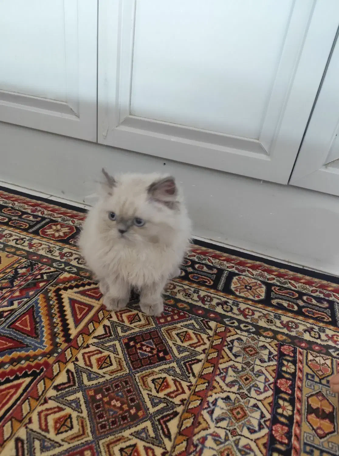 گربه اسکاتیش هیمالیا|گربه|تهران, مسعودیه|دیوار