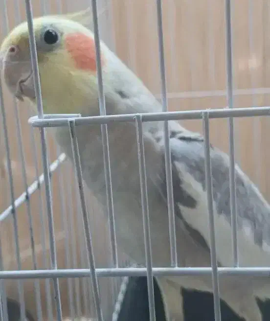 عروس هلندی|پرنده|پاکدشت, پاکدشت (مامازند)|دیوار