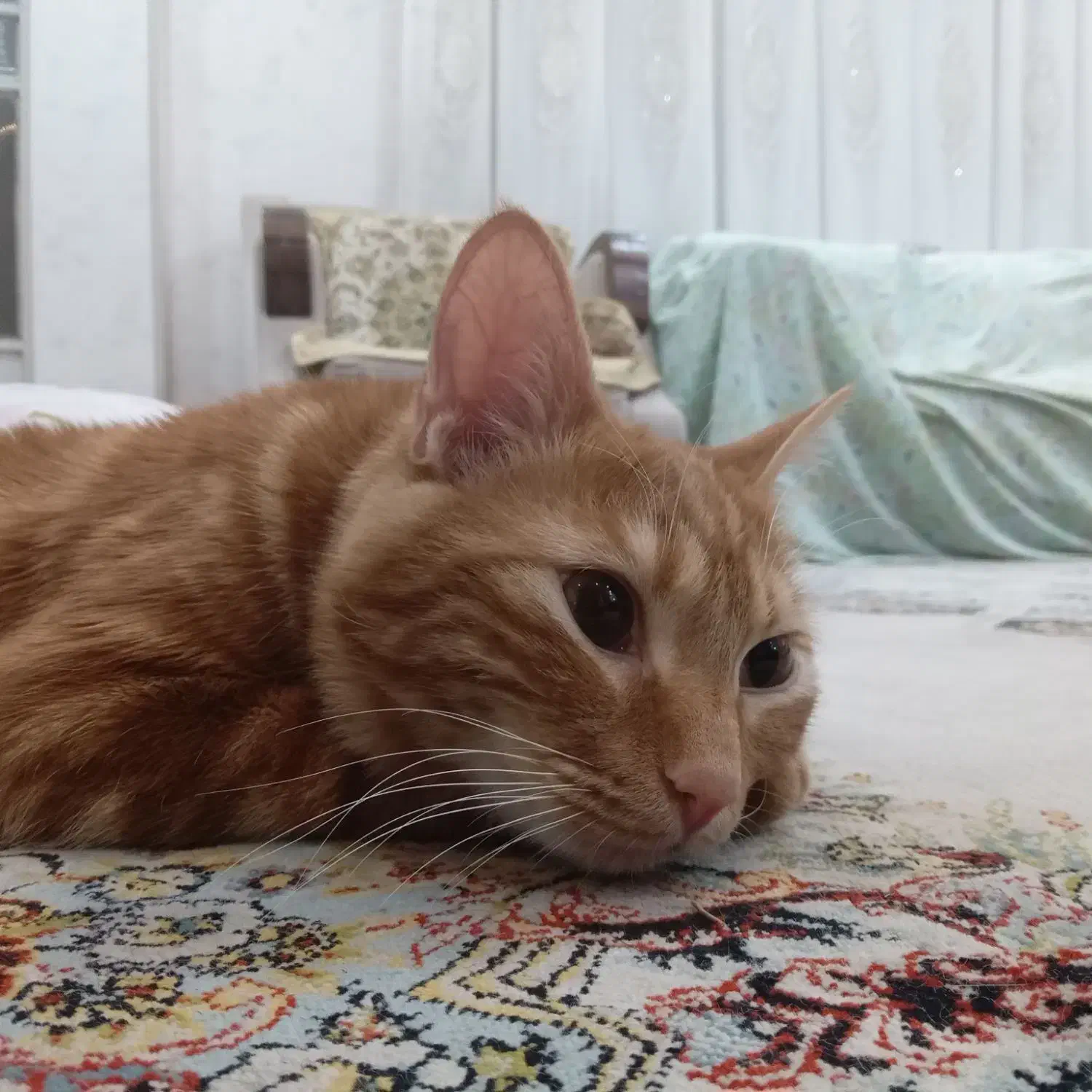 **گربه گمشده در محدوده پونصد دستگاه**|گربه|شیراز, پانصد دستگاه ارتش|دیوار