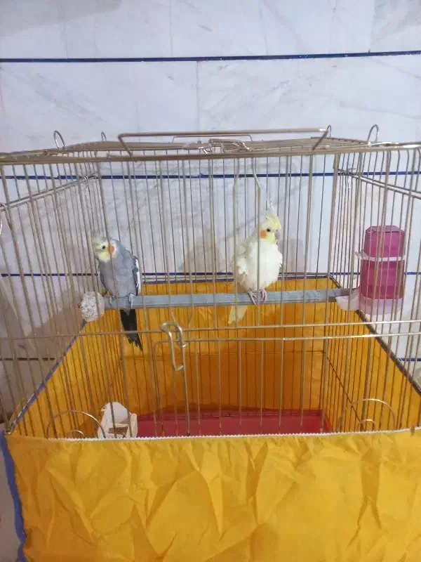 پرنده|پرنده|زرندیه, |دیوار