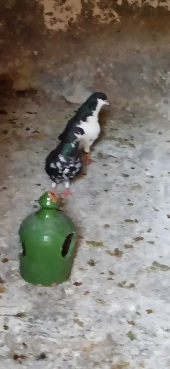 جفت شهری سیاه با جوجه|پرنده|شیراز, آبیاری|دیوار