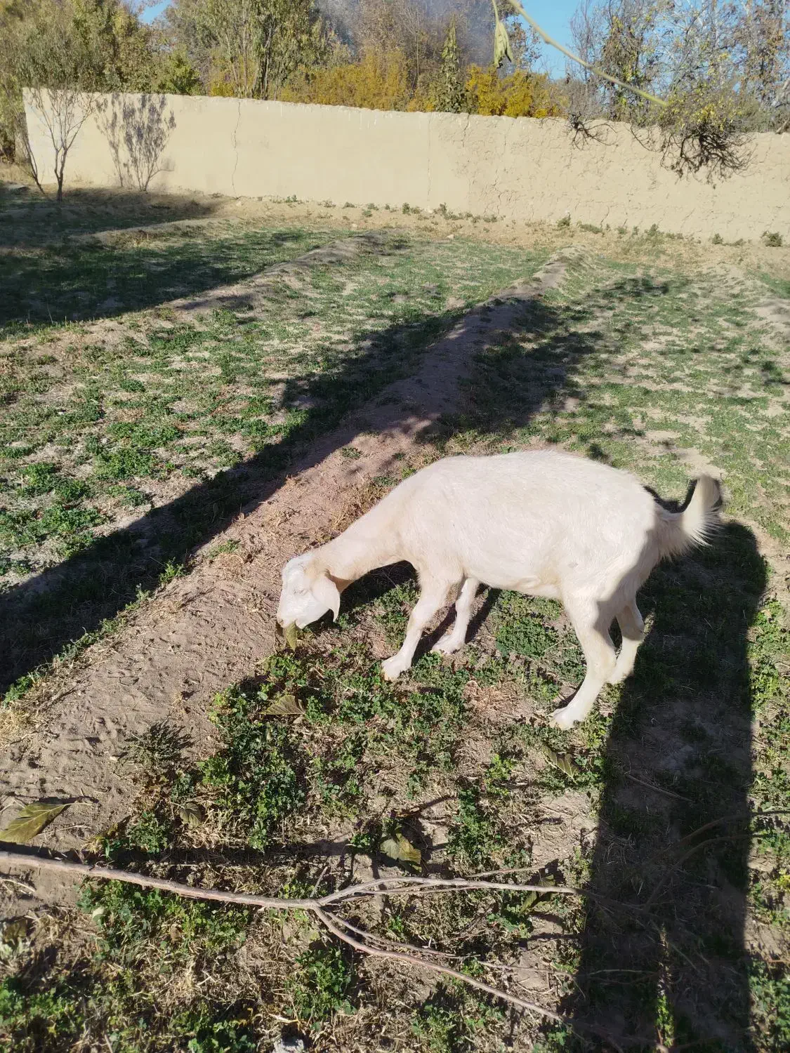 بز دورگ|حیوانات مزرعه|مهریز, |دیوار