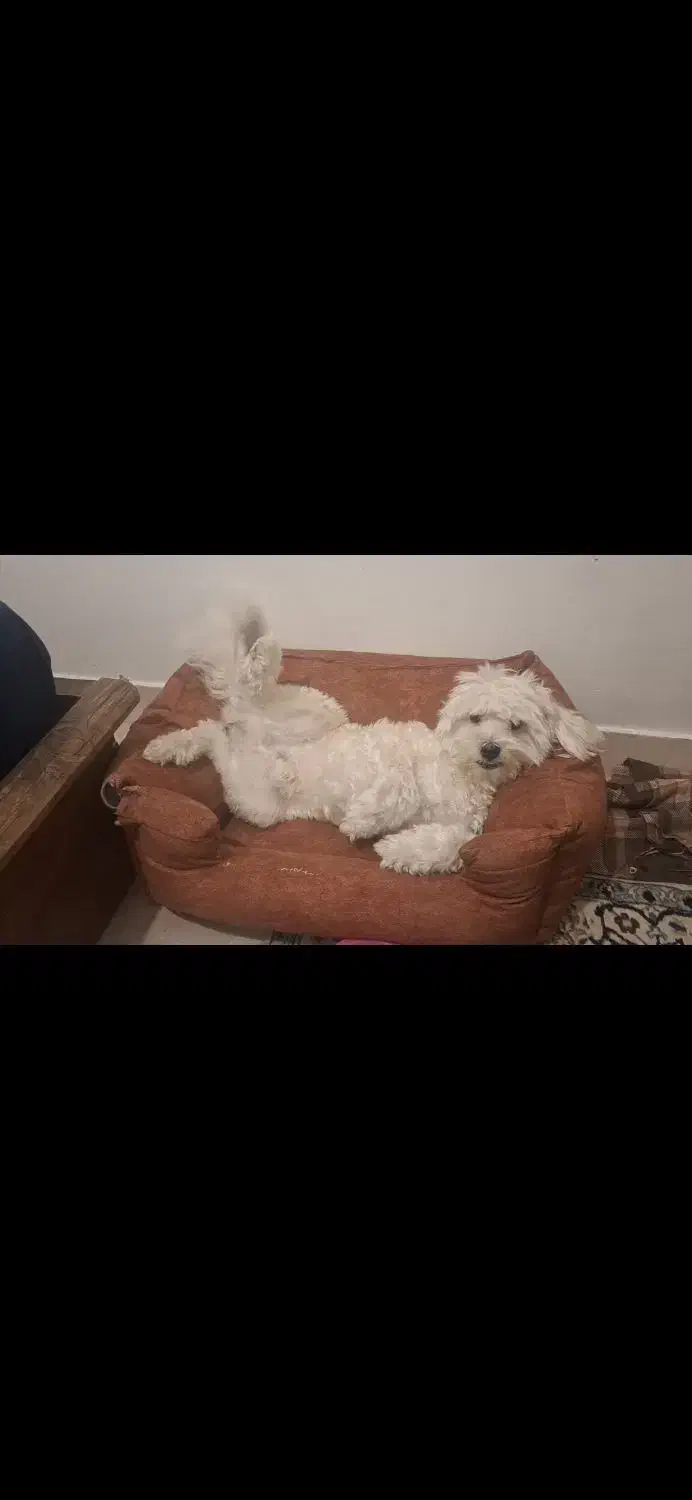 واگذاری پودل تریر|سگ|تهران, ارم|دیوار