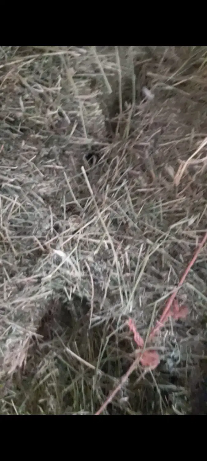 یونجه،|حیوانات مزرعه|زرنه, |دیوار