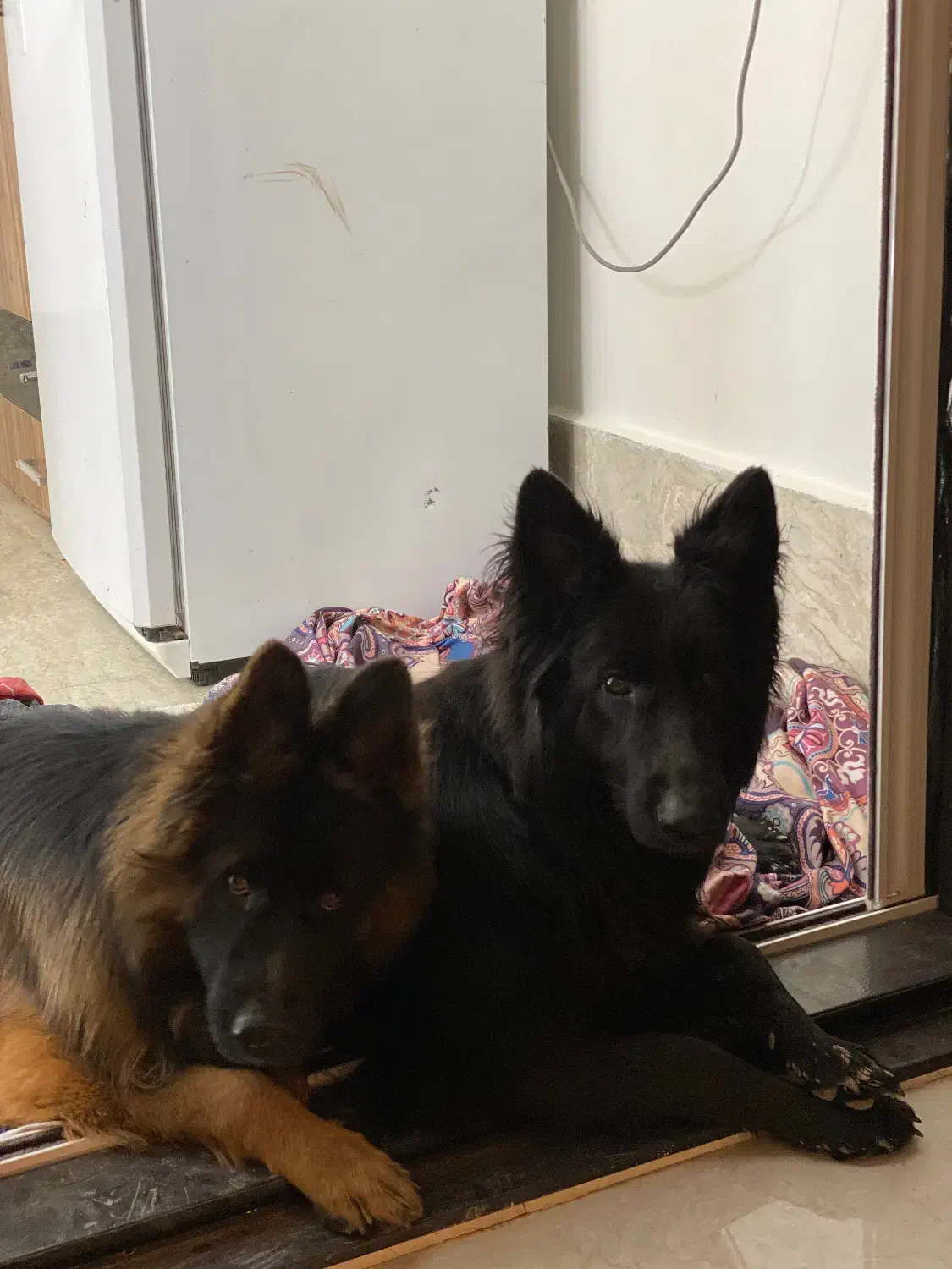 سگ گمشده|حیوانات|تربت‌حیدریه, بالا ولایت|دیوار