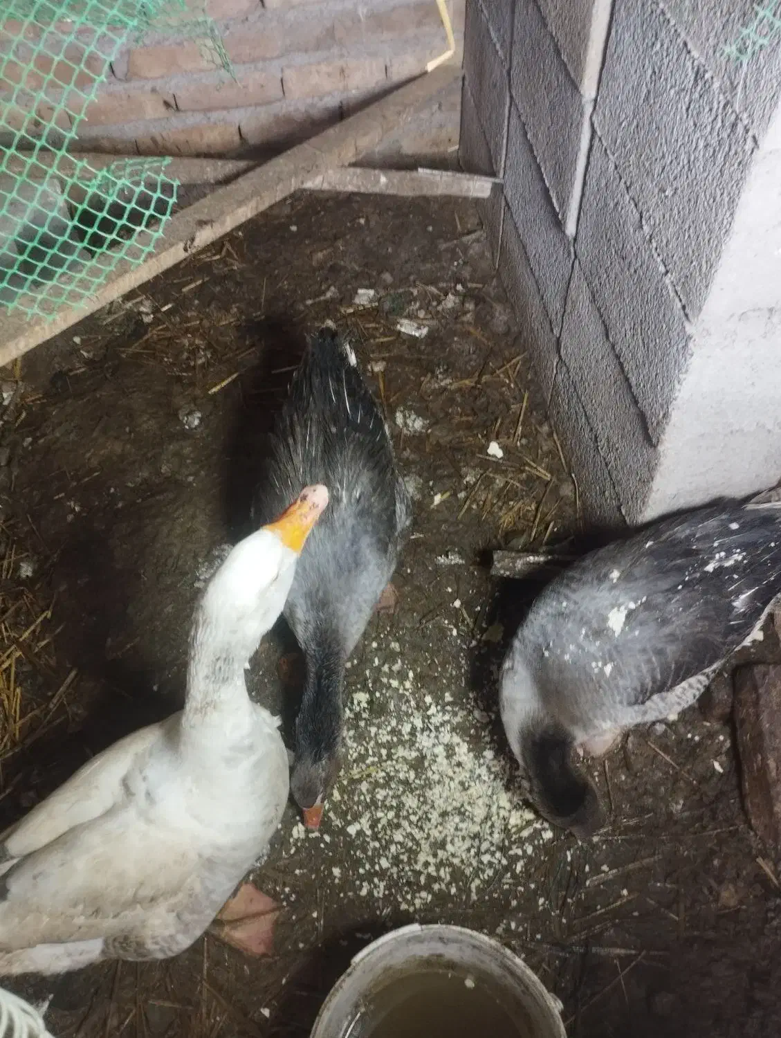 سه عدد غاز تخم گذار|حیوانات مزرعه|هشتگرد, هیو|دیوار