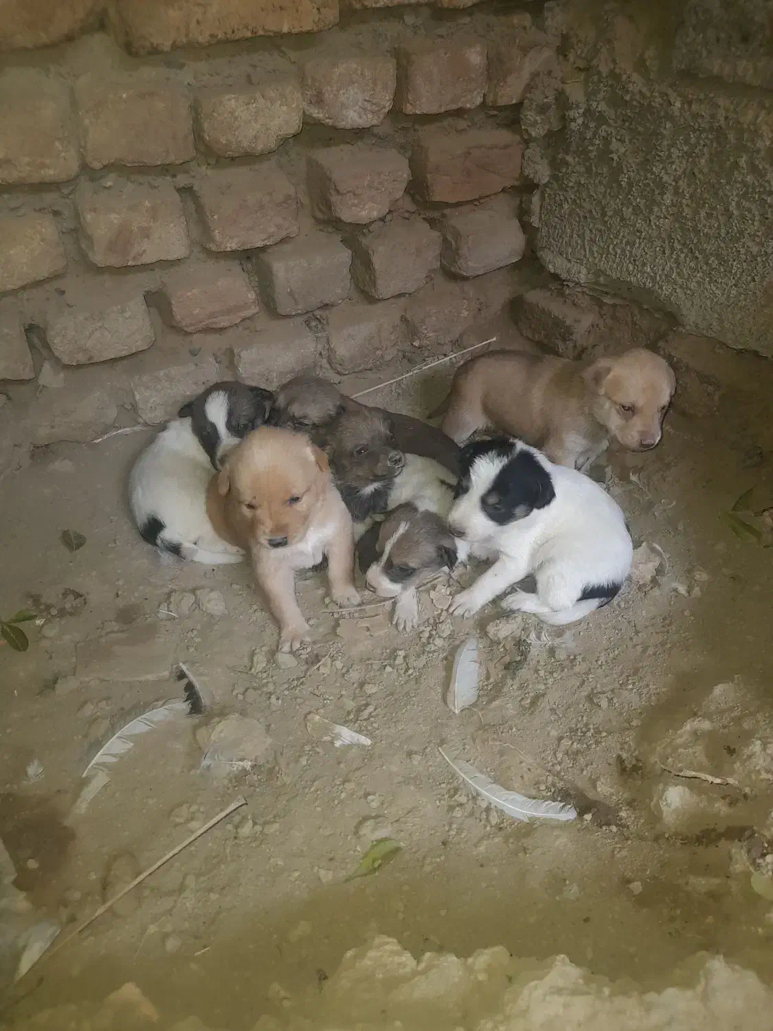 توله پاکوتاه ۷ عدد هرکی خواست دونه ۳۰۰|سگ|آق قلا, |دیوار