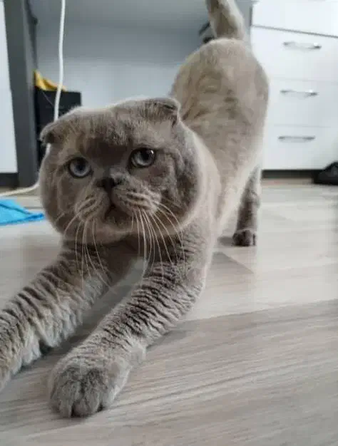 گربه نر فوقالعاده خوشقیافه و سالم برای جفتگیری|گربه|تبریز, |دیوار