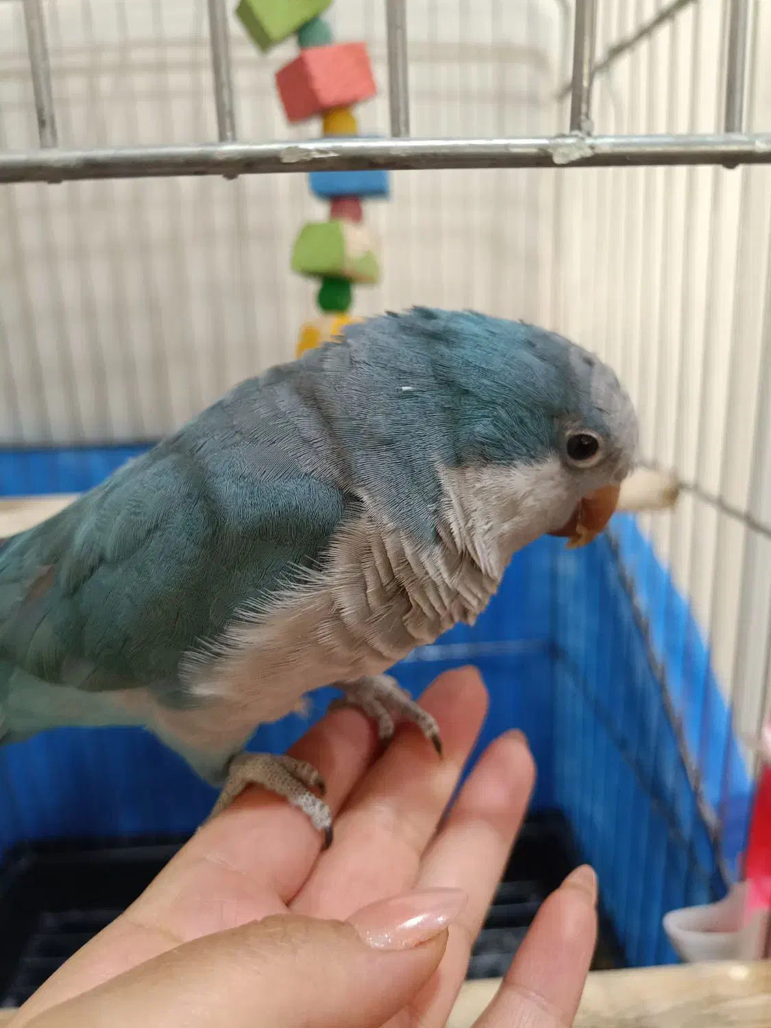 طوطی راهب سخنگو|پرنده|ملارد, |دیوار