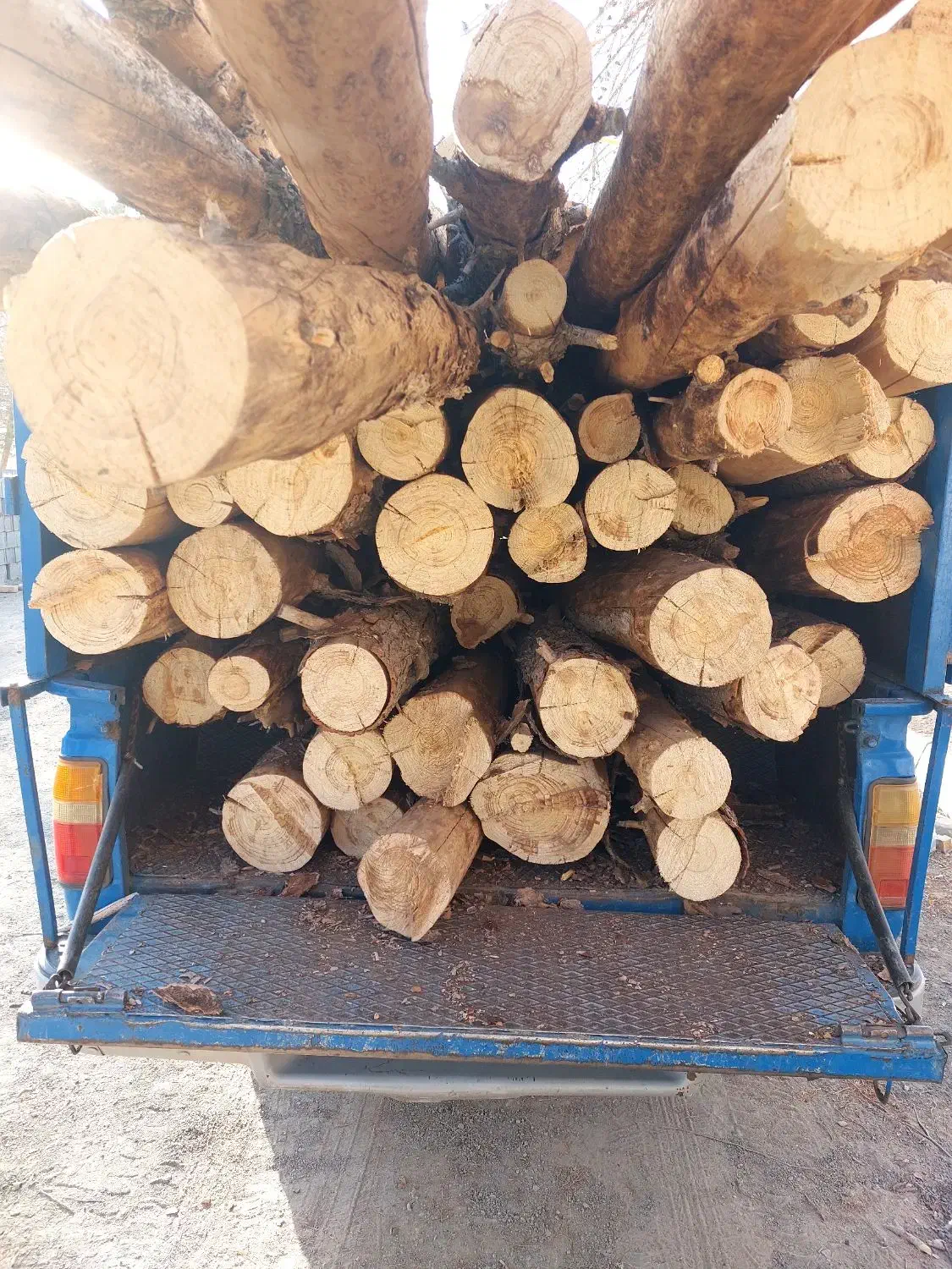 چوب کاج خشک|عمدهفروشی|تربتحیدریه, پائین ولایت|دیوار