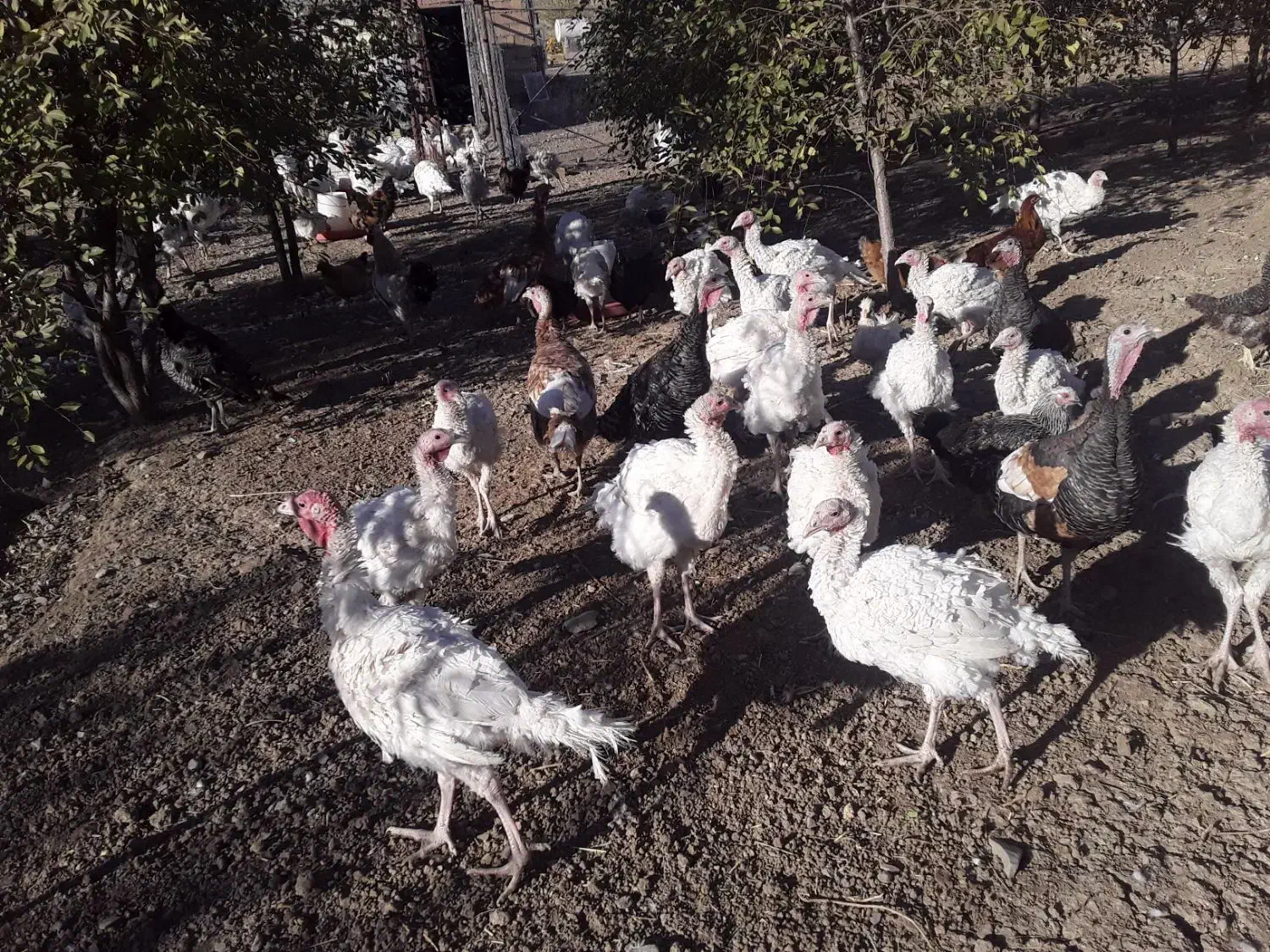 بوقلمون گوشتی طبیعی|حیوانات مزرعه|کامیاران, |دیوار