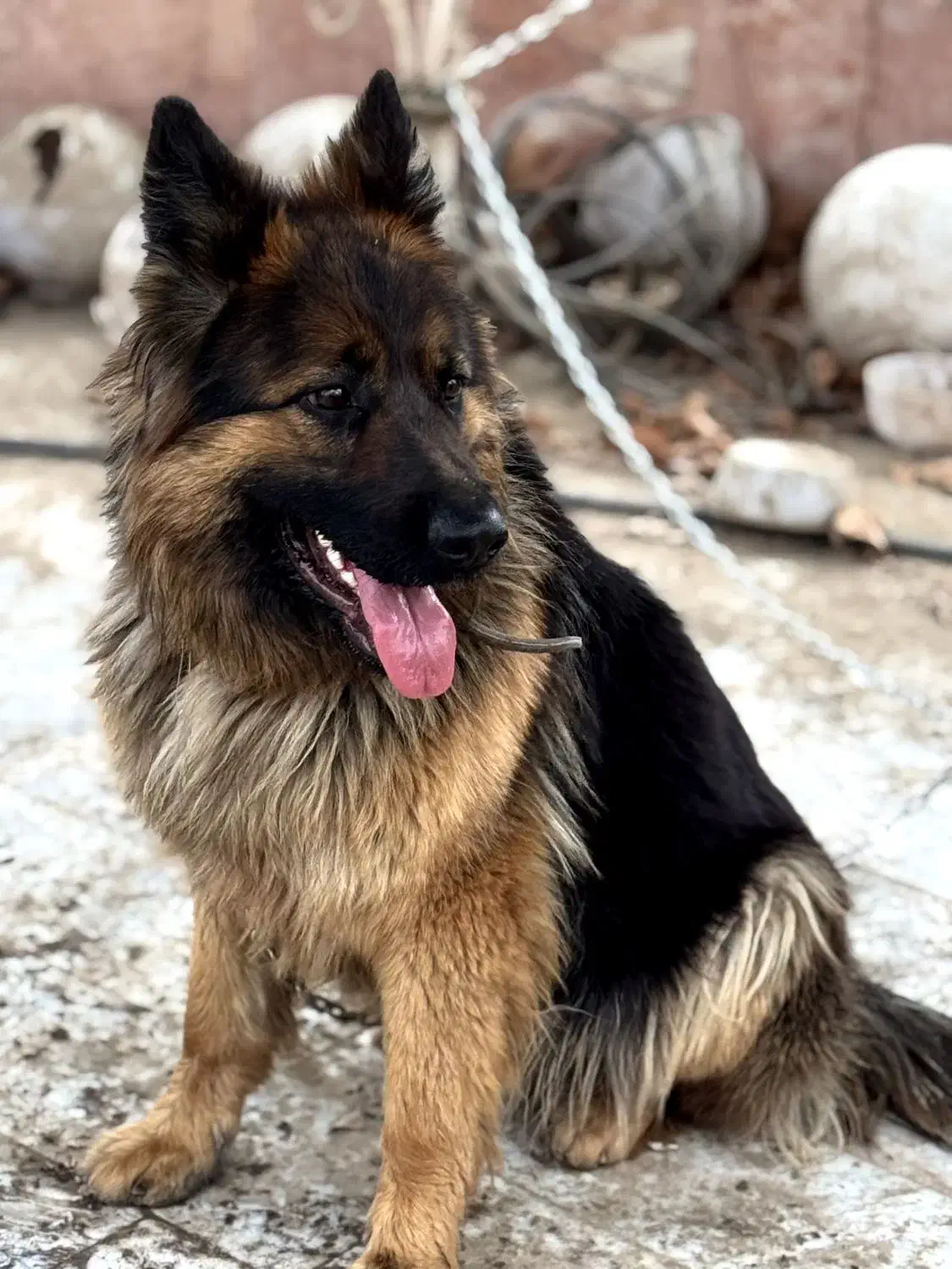 ژرمن شپرد|سگ|کرج, عظیمیه|دیوار