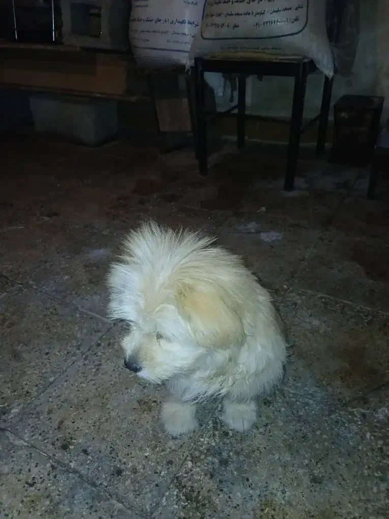 سگ خانگی|سگ|مسجد سلیمان, |دیوار