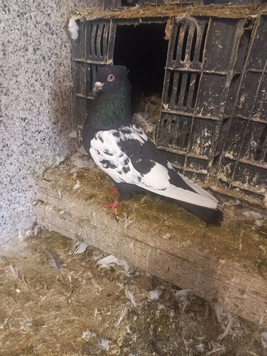 سینه سیاه کبوتر کفتر|پرنده|فسا, |دیوار