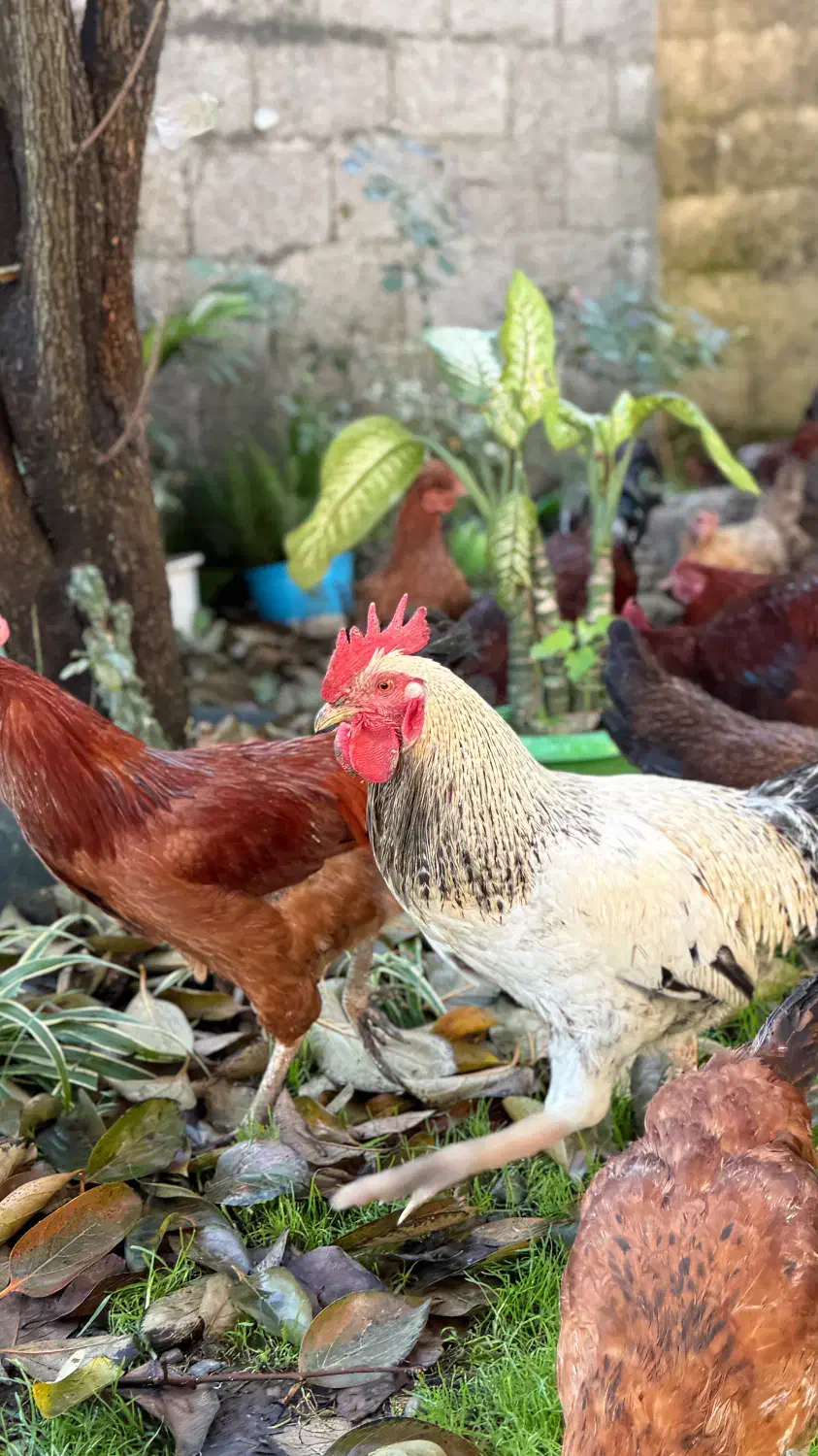 مرغ و خروس محلی|حیوانات مزرعه|تولم شهر, |دیوار