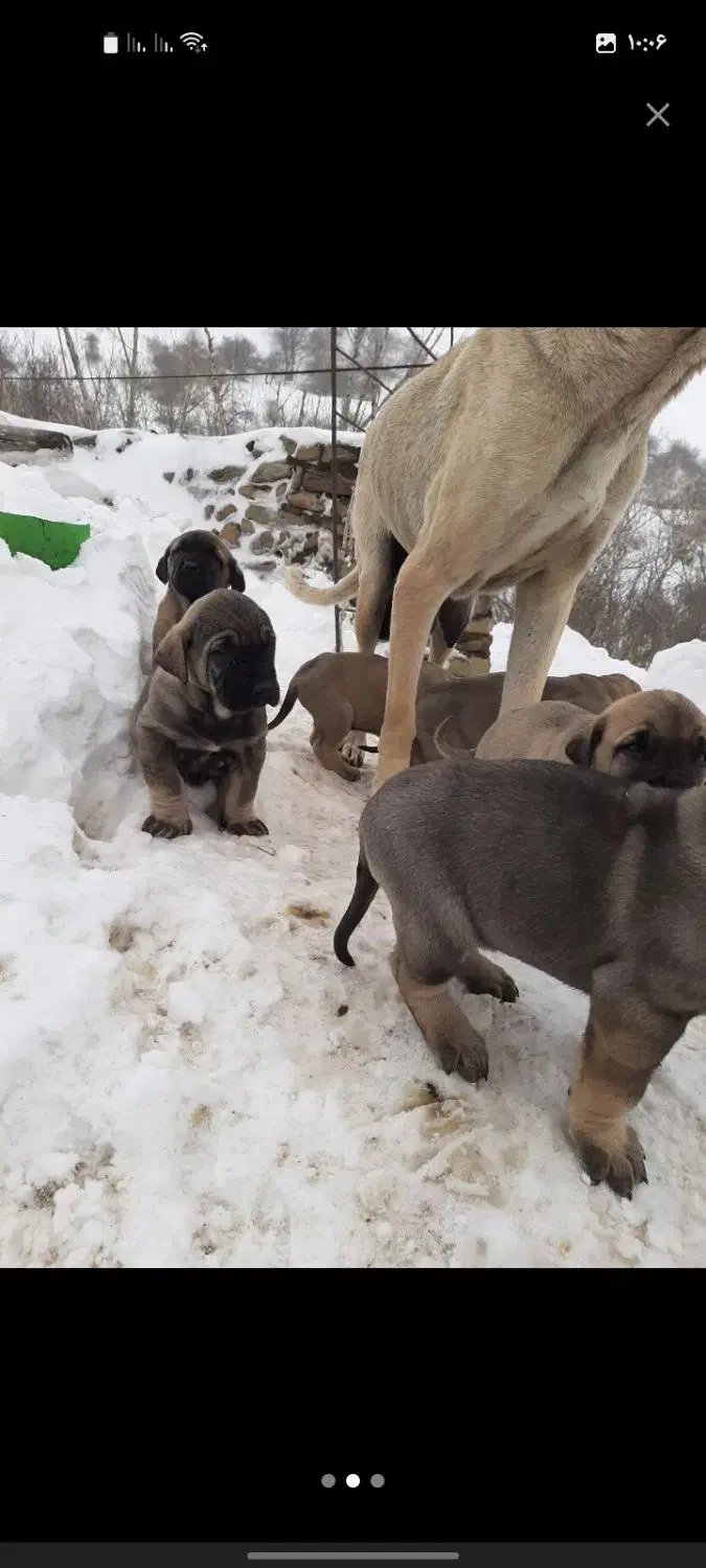 سگ سرابی ماده|سگ|اردبیل, |دیوار