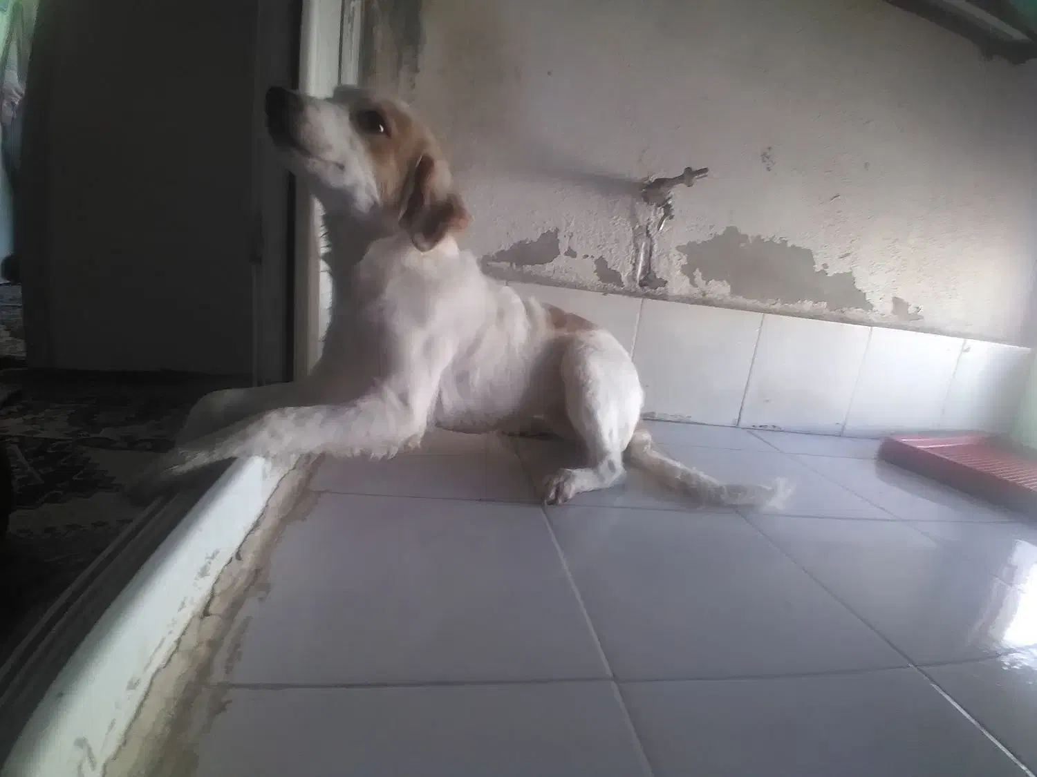 واگذاری سگ آپارتمانی|سگ|پرند, فاز ۶|دیوار