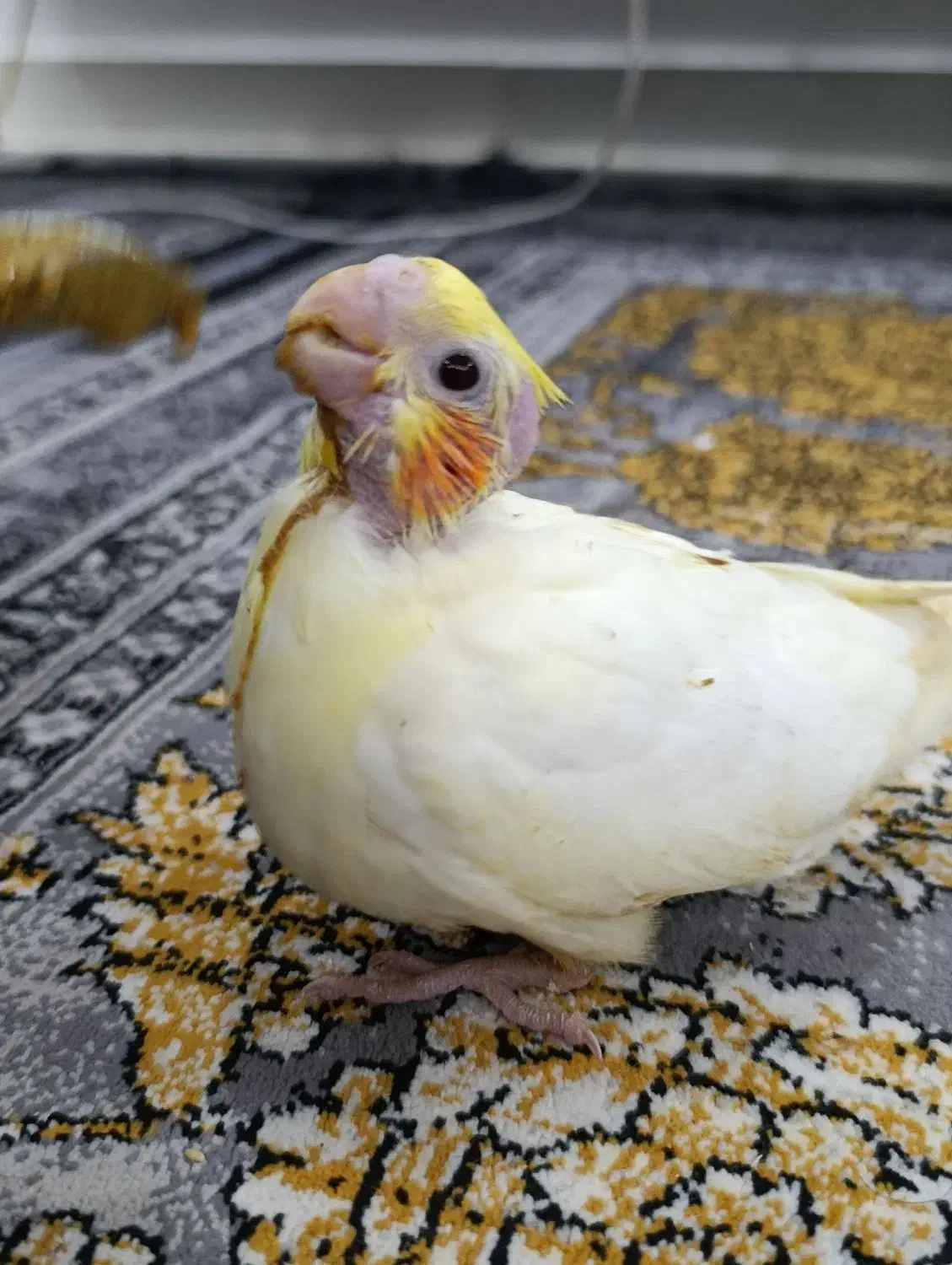 جوجه عروس هلندی|پرنده|زابل, |دیوار