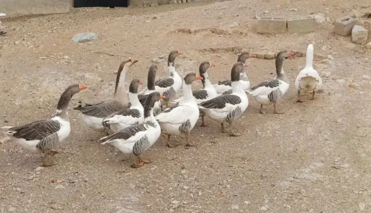 غازدوساله|حیوانات مزرعه|باروق, |دیوار