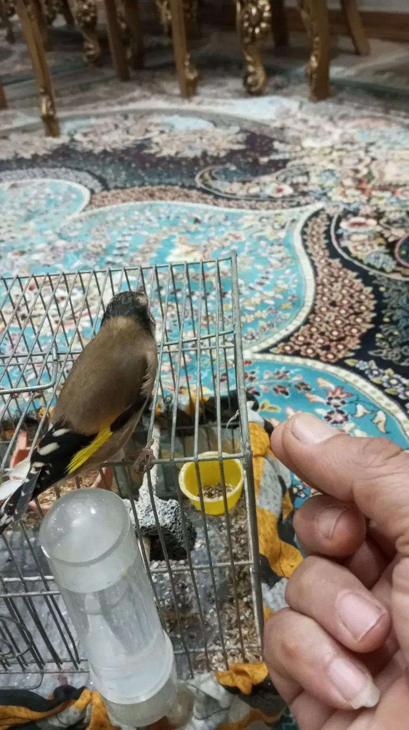 فروش سهره ماده|پرنده|چمستان, |دیوار