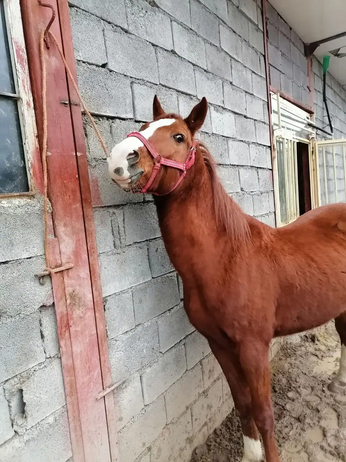 اسب کورد|اسب و تجهیزات اسب‌سواری|کرمانشاه, |دیوار