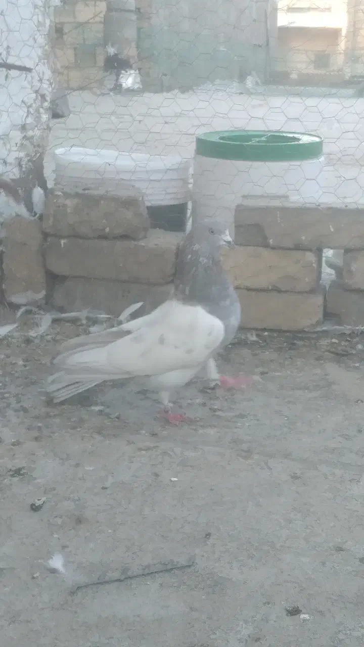 کبوتر|پرنده|محمدشهر, محمدشهر|دیوار