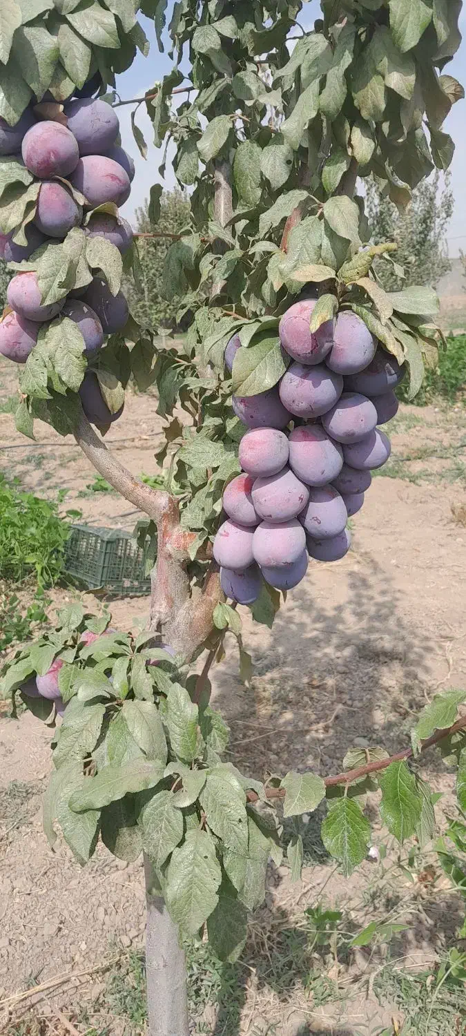 فروش نهال مثمر و باغبانی|خدمات باغبانی و درختکاری|مشهد, دوست آباد|دیوار