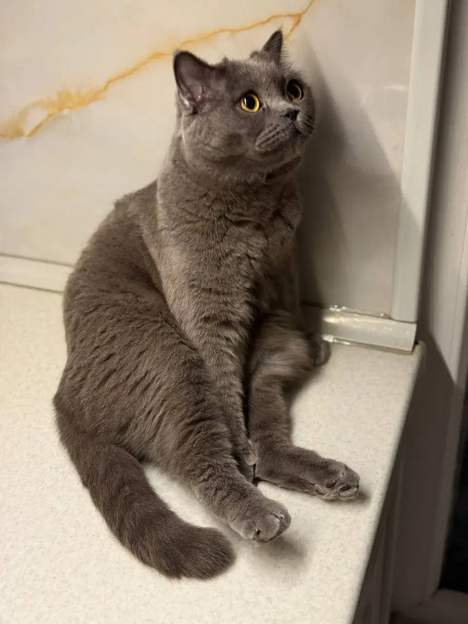 واگذاری گربه اسکاتیش بلو|گربه|اهواز, پردیس|دیوار