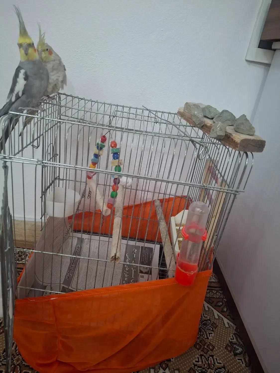 عروس هلندی|پرنده|نوشهر, |دیوار