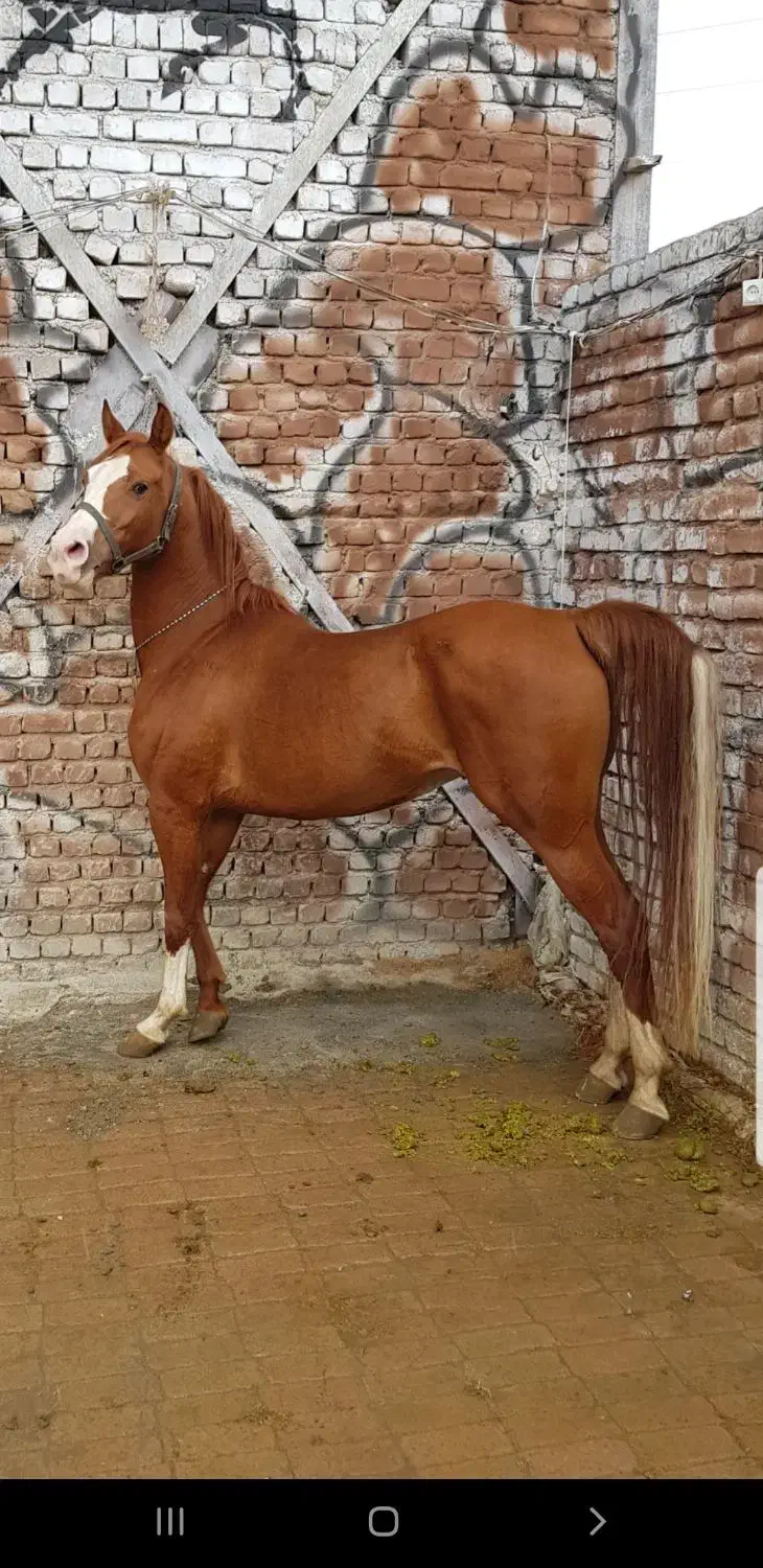 اسب|اسب و تجهیزات اسبسواری|تبریز, |دیوار