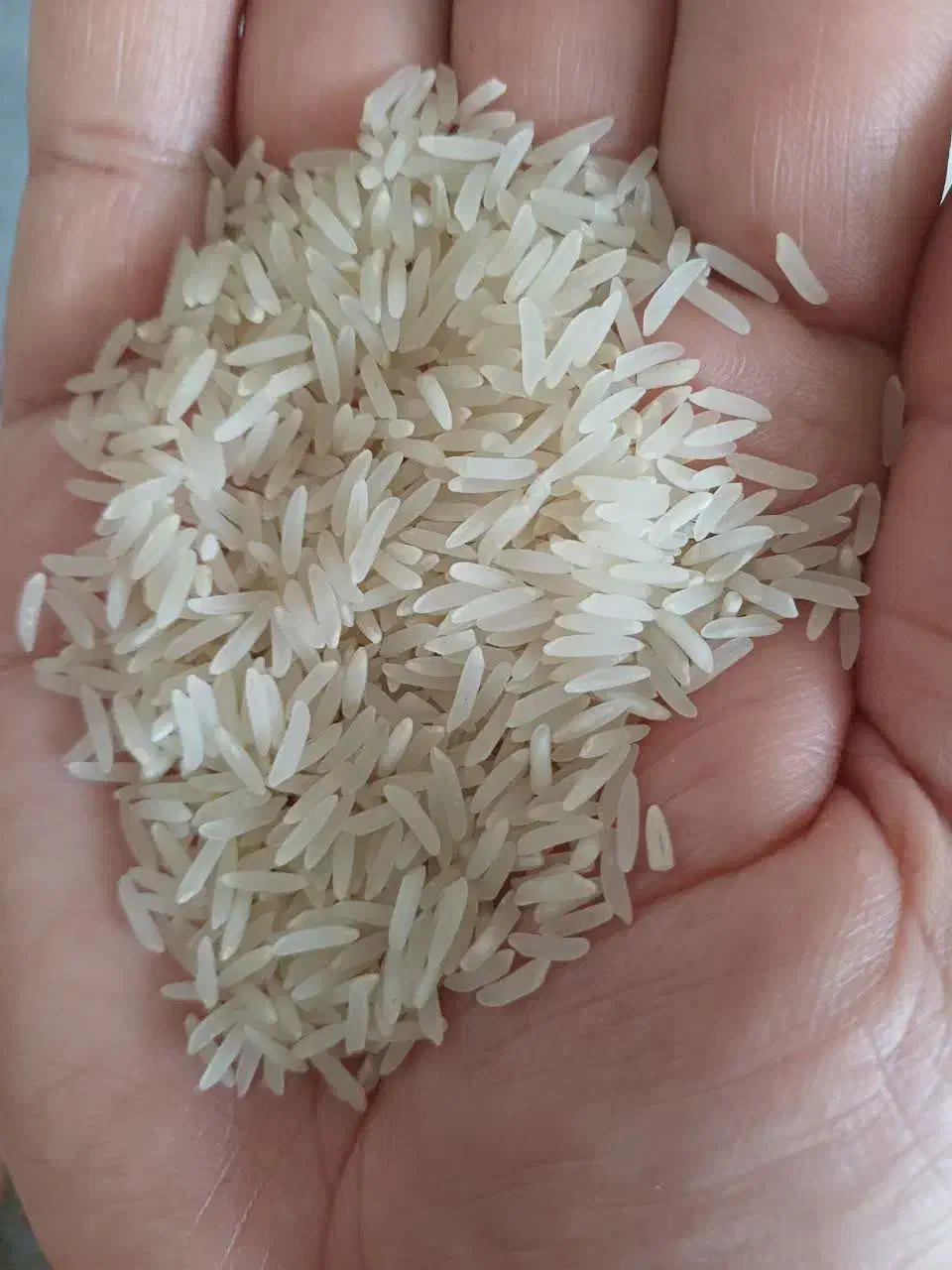 برنج فجر سوزنی|خوردنی و آشامیدنی|شاهرود, |دیوار