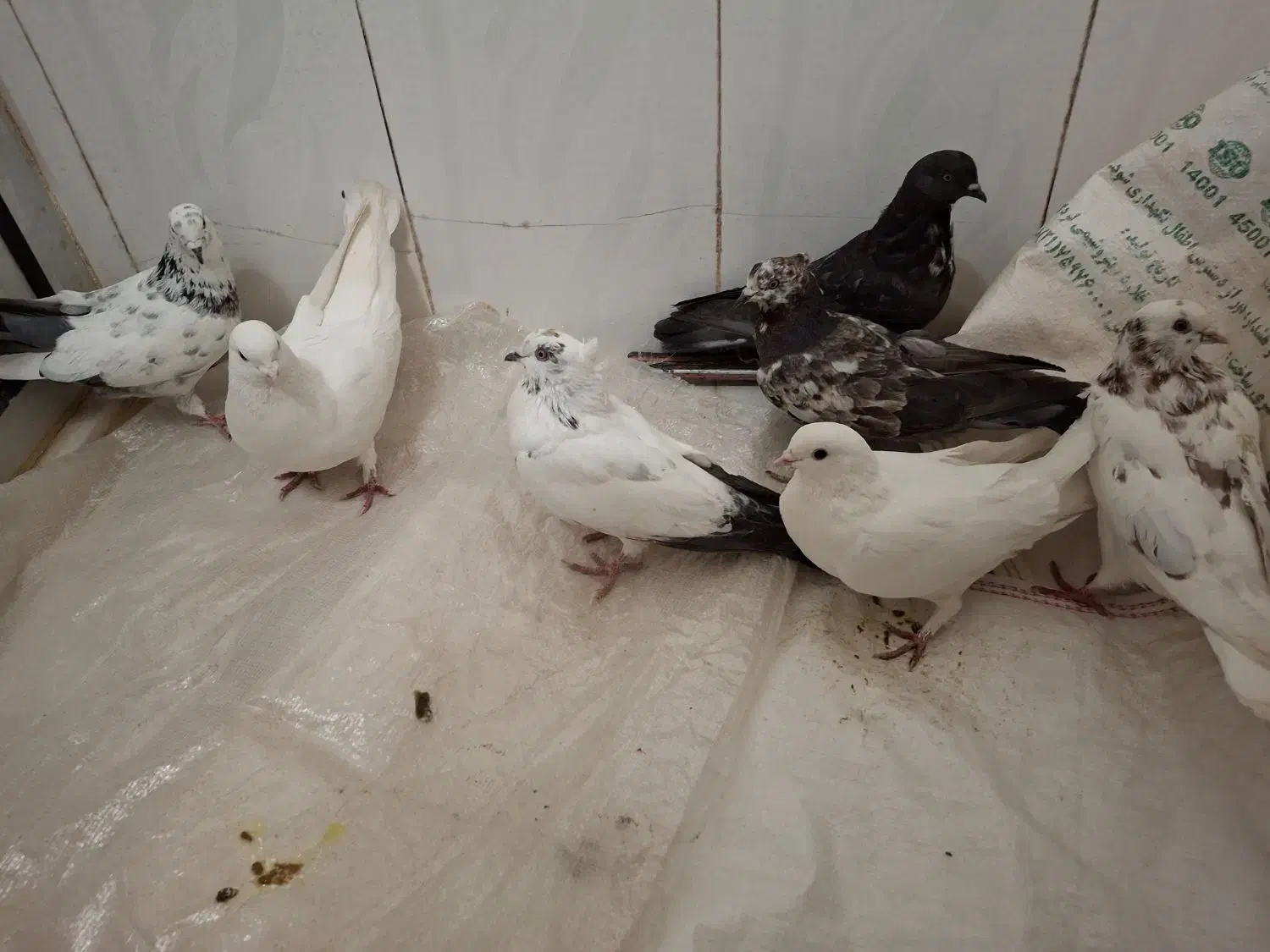 کبوتر|پرنده|الیگودرز, |دیوار