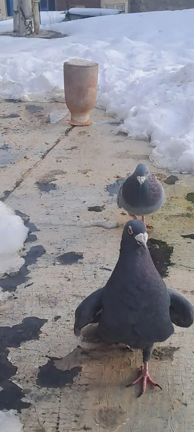 کفتر المانی|پرنده|فیروزکوه, |دیوار